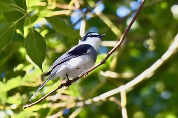 Ryukyu Minivet 油山市民の森 Sat, 1/1/2022