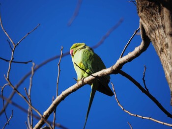 ワカケホンセイインコ 場所が不明 2022年1月1日(土)