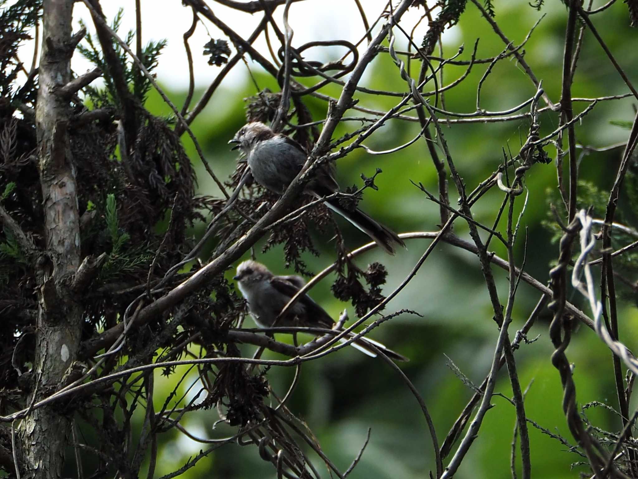 Photo of Long-tailed Tit at 逆川緑地 by アカウント1050