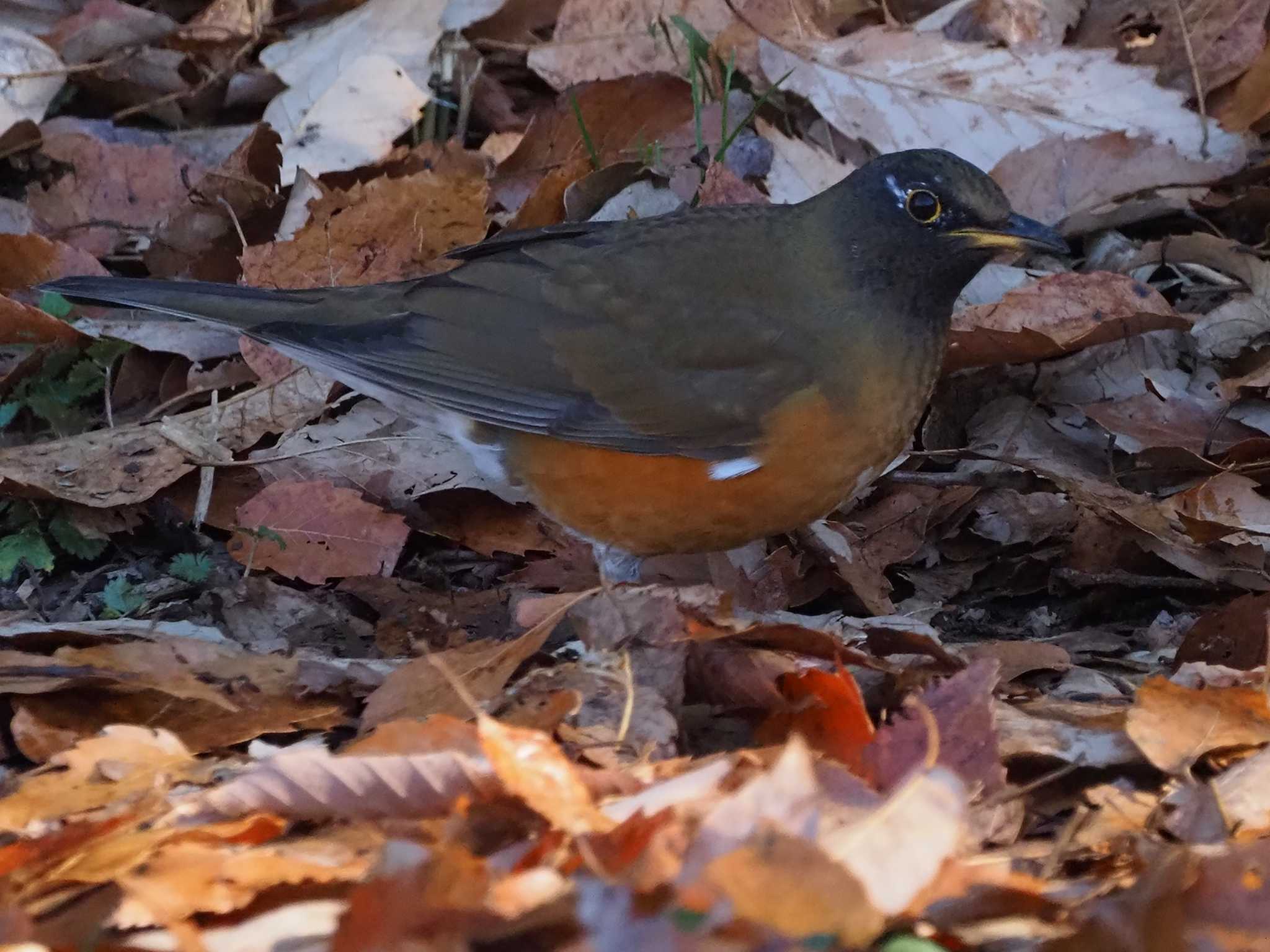 Brown-headed Thrush(orii)