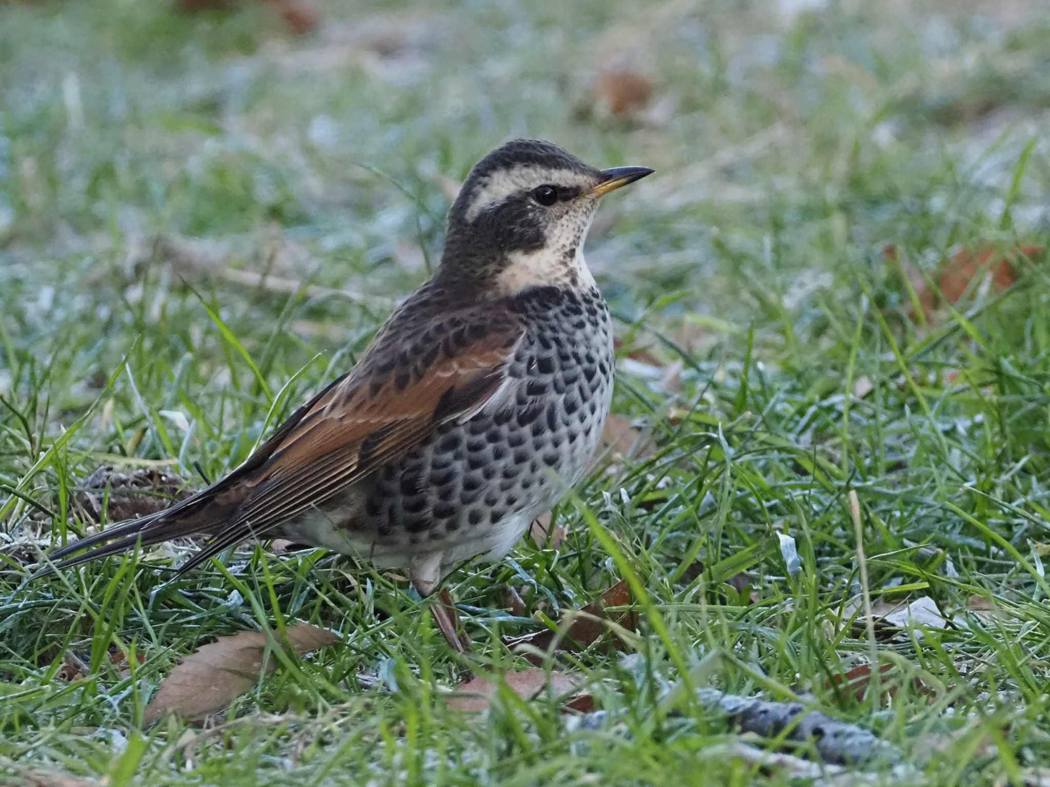 Dusky Thrush