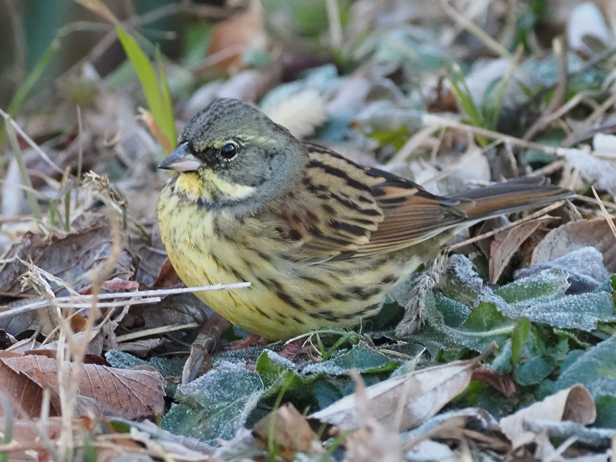 Masked Bunting