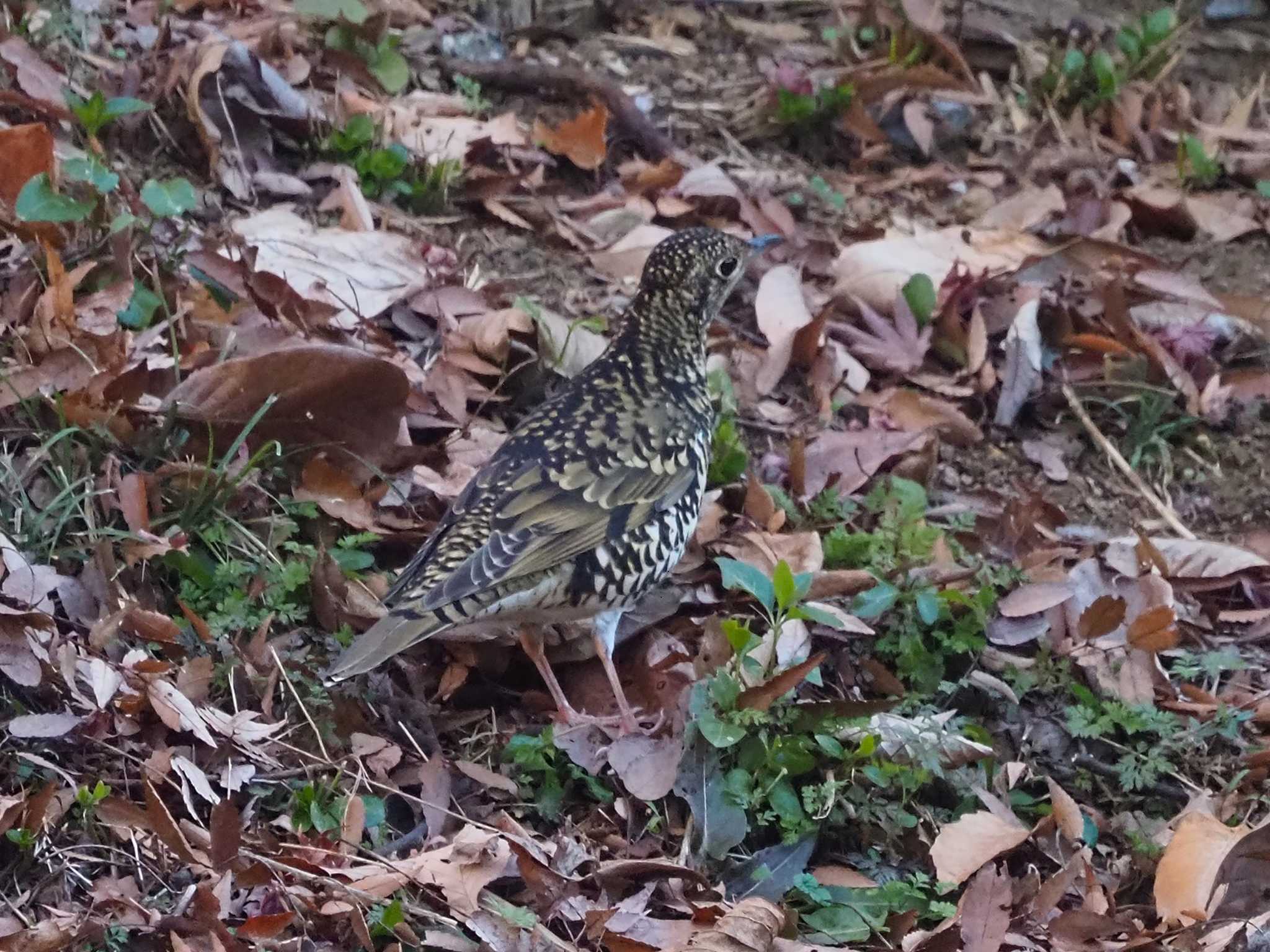 White's Thrush