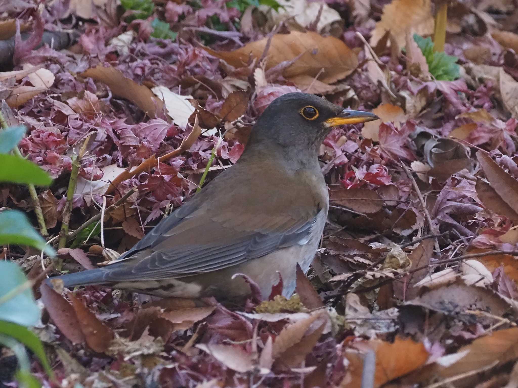 Pale Thrush