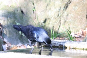 ハシブトガラス 座間谷戸山公園 2022年1月2日(日)