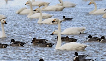 オオハクチョウ 本埜村白鳥の郷 2021年12月31日(金)