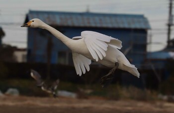 オオハクチョウ 本埜村白鳥の郷 2021年12月31日(金)