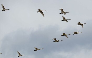 オオハクチョウ 本埜村白鳥の郷 2021年12月31日(金)