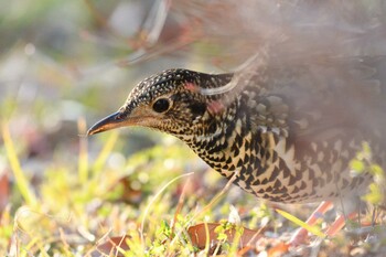 2022年1月2日(日) 東京都立桜ヶ丘公園(聖蹟桜ヶ丘)の野鳥観察記録