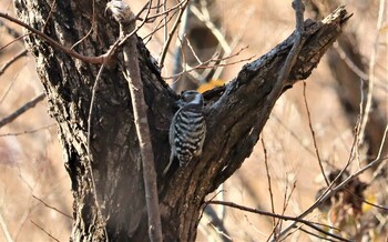 コゲラ 野鳥の森(佐倉市) 2021年12月30日(木)