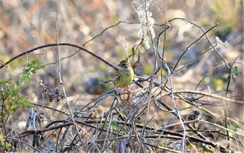 アオジ 野鳥の森(佐倉市) 2021年12月30日(木)