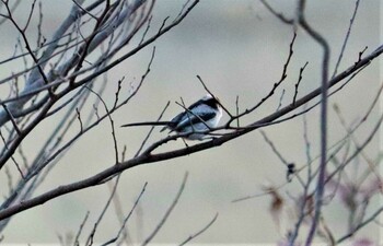 エナガ 野鳥の森(佐倉市) 2021年12月30日(木)