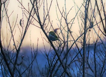 メジロ 野鳥の森(佐倉市) 2021年12月30日(木)