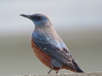 Sun, 1/2/2022 Birding report at 竹富町