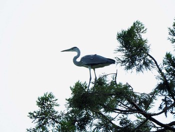 アオサギ 鬼怒川 2017年6月24日(土)