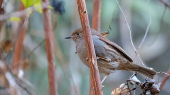 2022年1月2日(日) 早戸川林道の野鳥観察記録