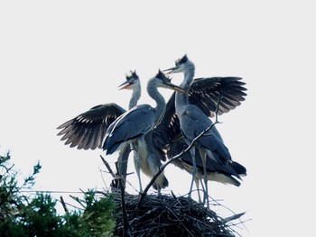 アオサギ 鬼怒川 2017年6月24日(土)