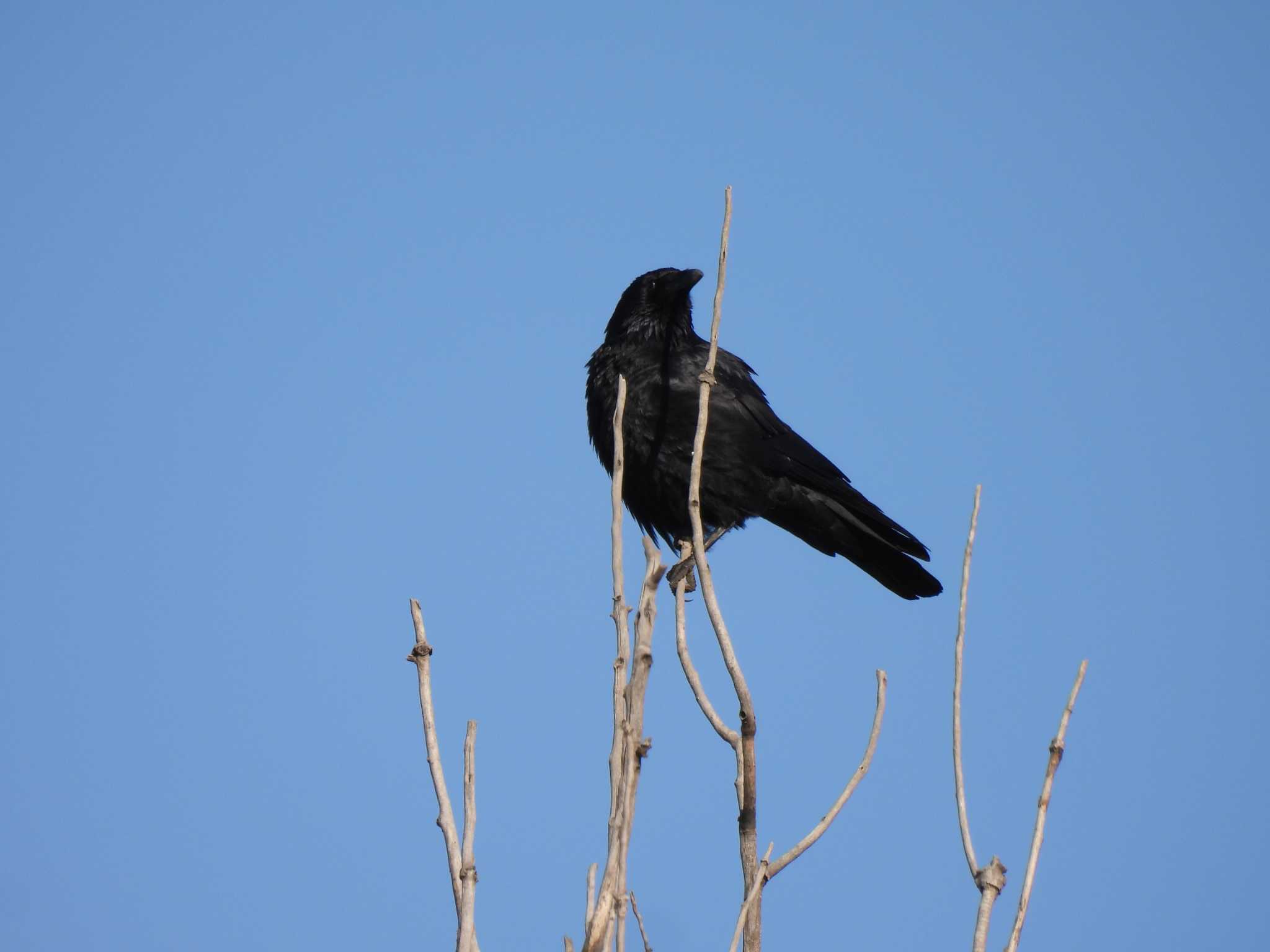 Large-billed Crow