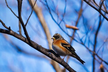 2022年1月1日(土) 埼玉県民の森の野鳥観察記録