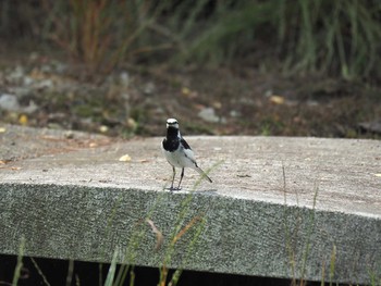 ハクセキレイ 逆川緑地 2017年6月24日(土)