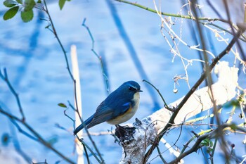 2022年1月2日(日) 北本自然観察公園の野鳥観察記録