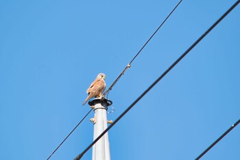 Sun, 1/2/2022 Birding report at 吉見総合運動公園