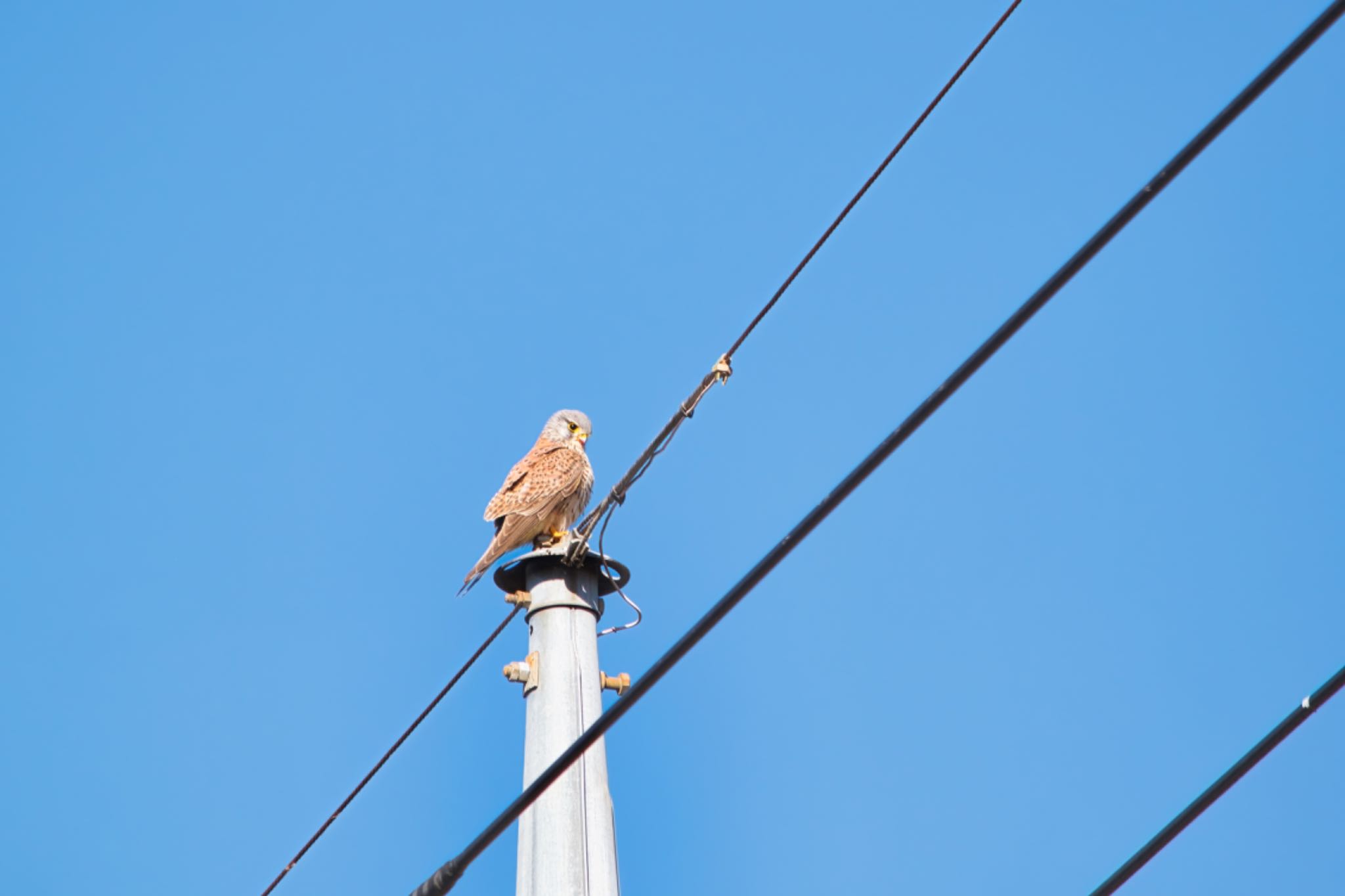 Photo of Common Kestrel at 吉見総合運動公園 by naturedrop
