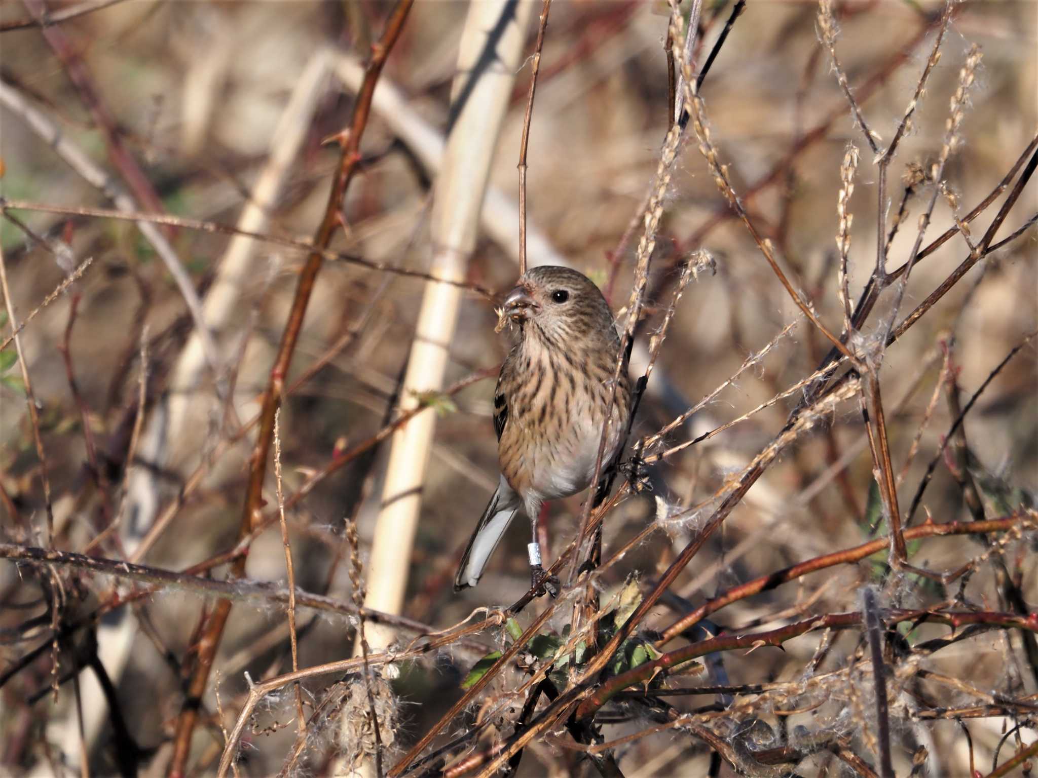 Siberian Long-tailed Rosefinch