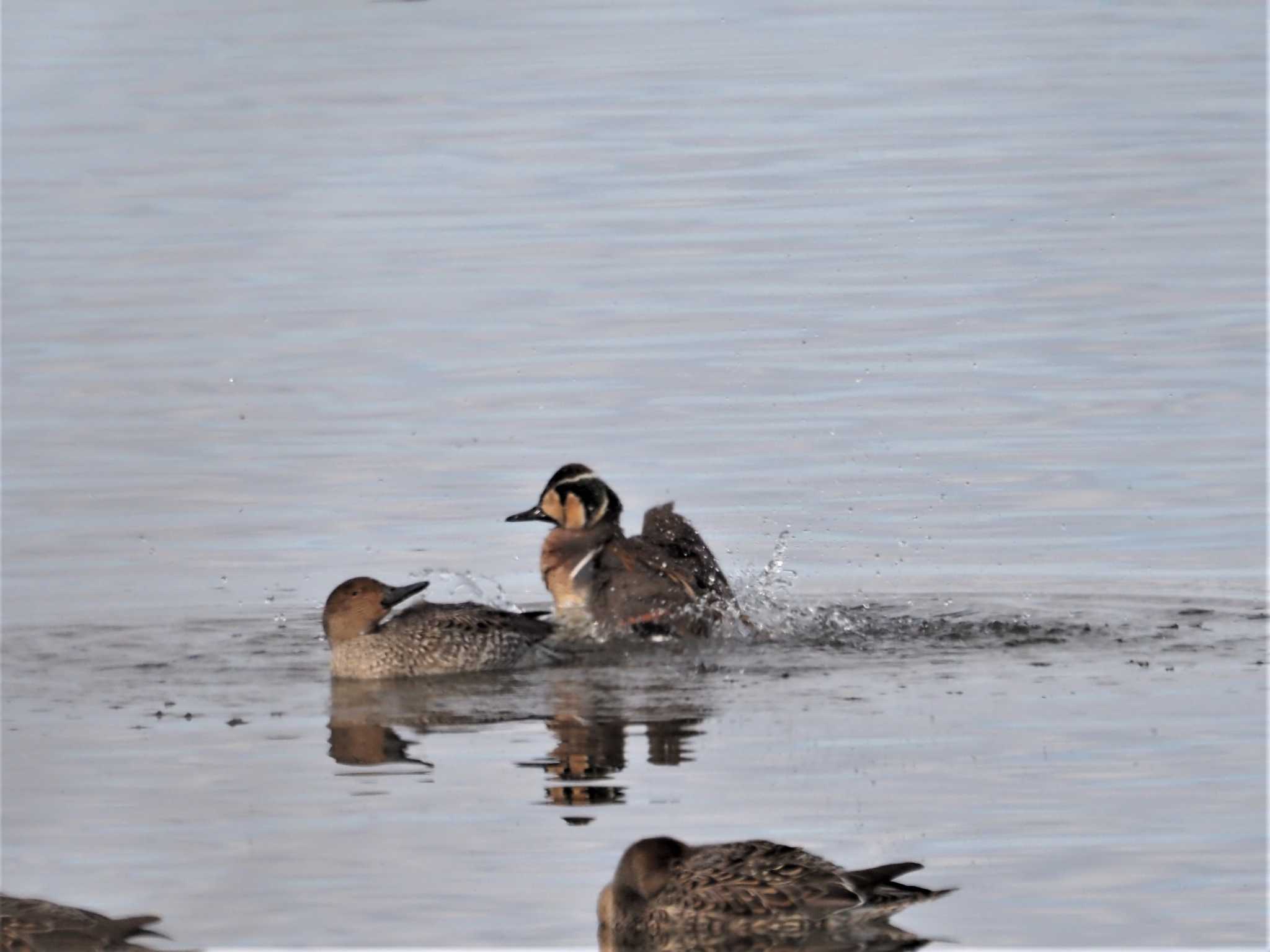 Baikal Teal