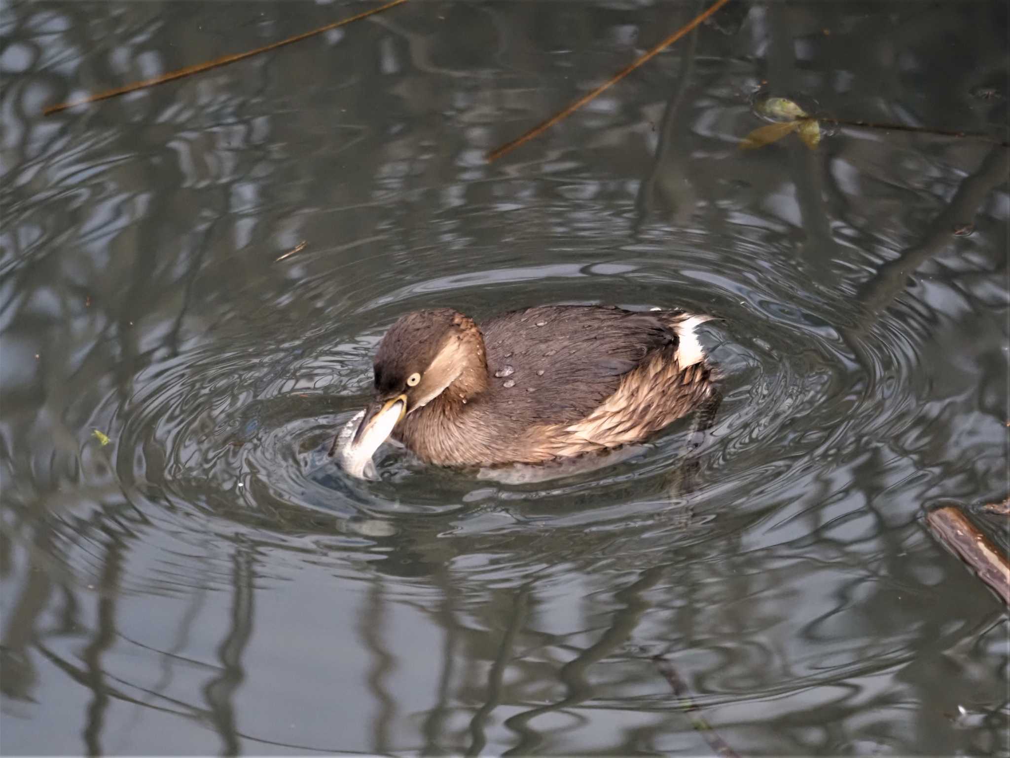 Little Grebe