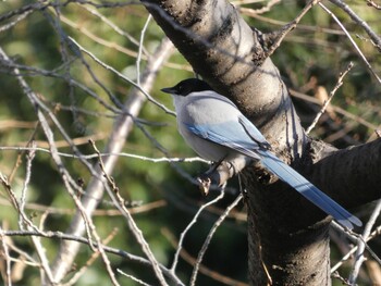 Sat, 1/1/2022 Birding report at さいわい緑道(川崎市)