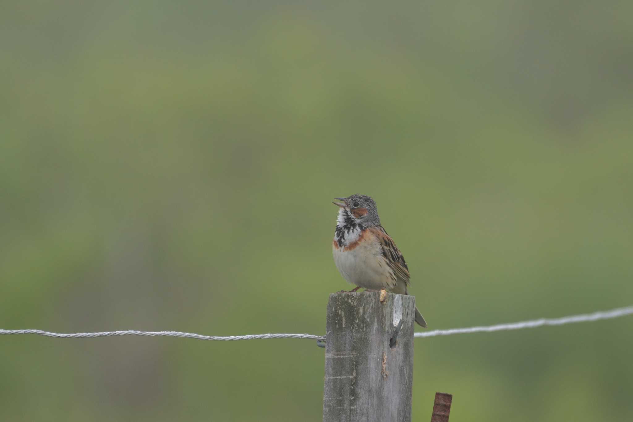 Photo of Chestnut-eared Bunting at 長野県 by 倶利伽羅