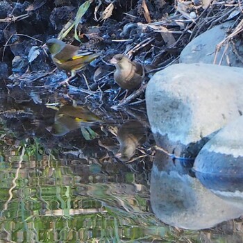 Hawfinch 浅羽野 Sun, 1/2/2022