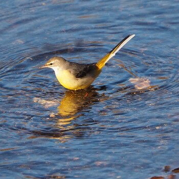 Grey Wagtail 浅羽野 Sun, 1/2/2022