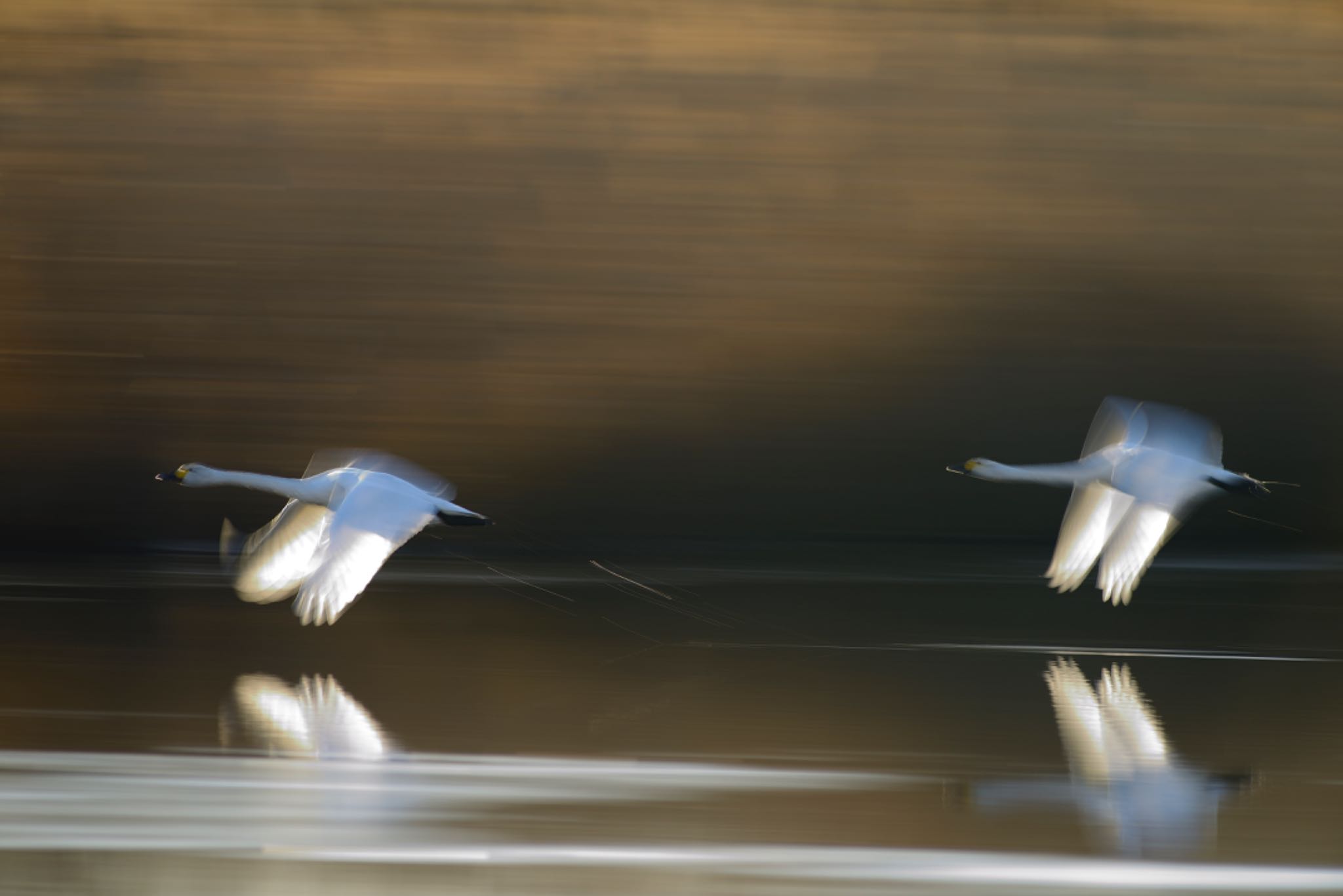 Photo of Whooper Swan at 茨城県 菅生沼 天神山公園 by Kt Bongo