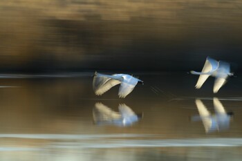 Whooper Swan 茨城県 菅生沼 天神山公園 Sun, 1/2/2022