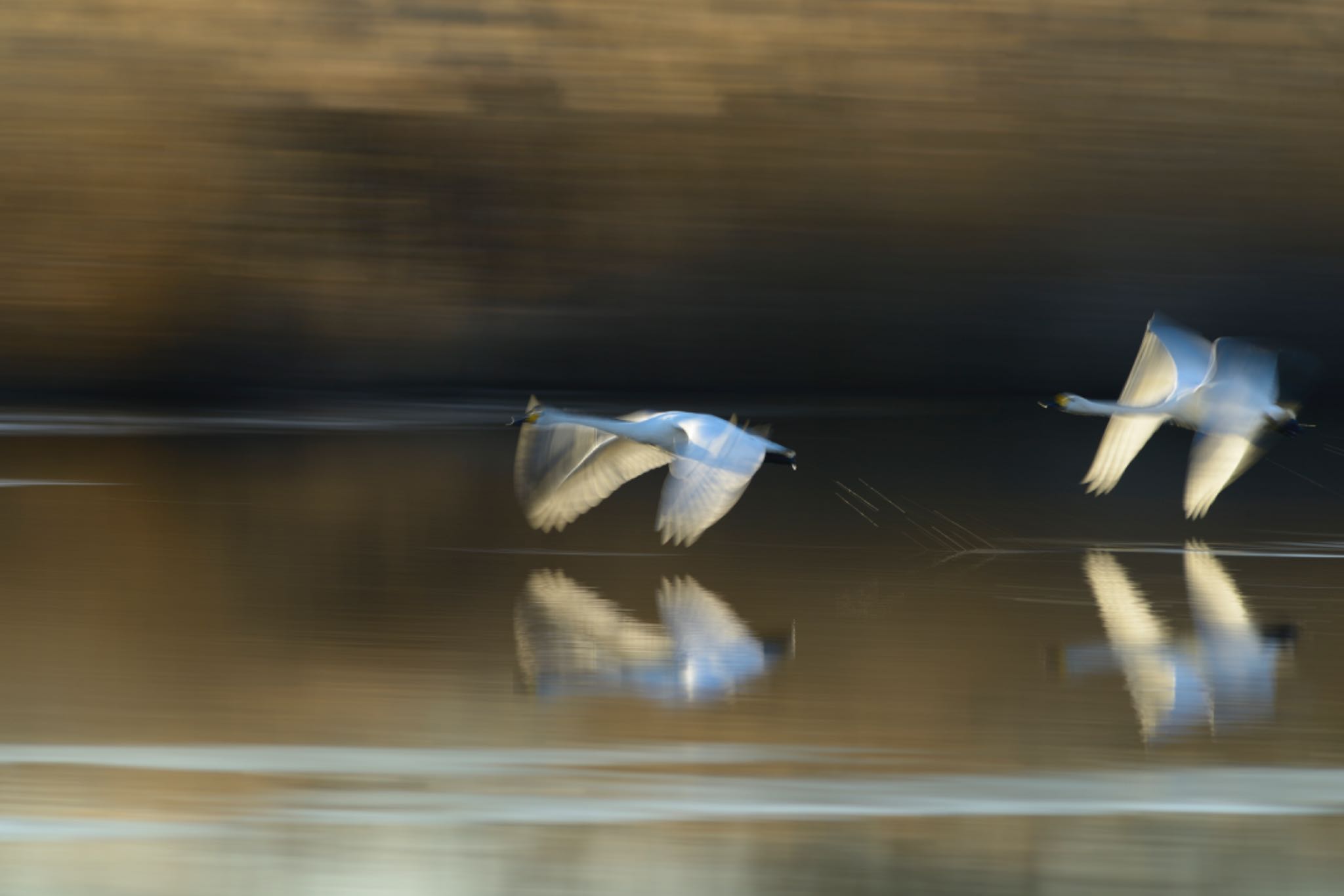 Photo of Whooper Swan at 茨城県 菅生沼 天神山公園 by Kt Bongo