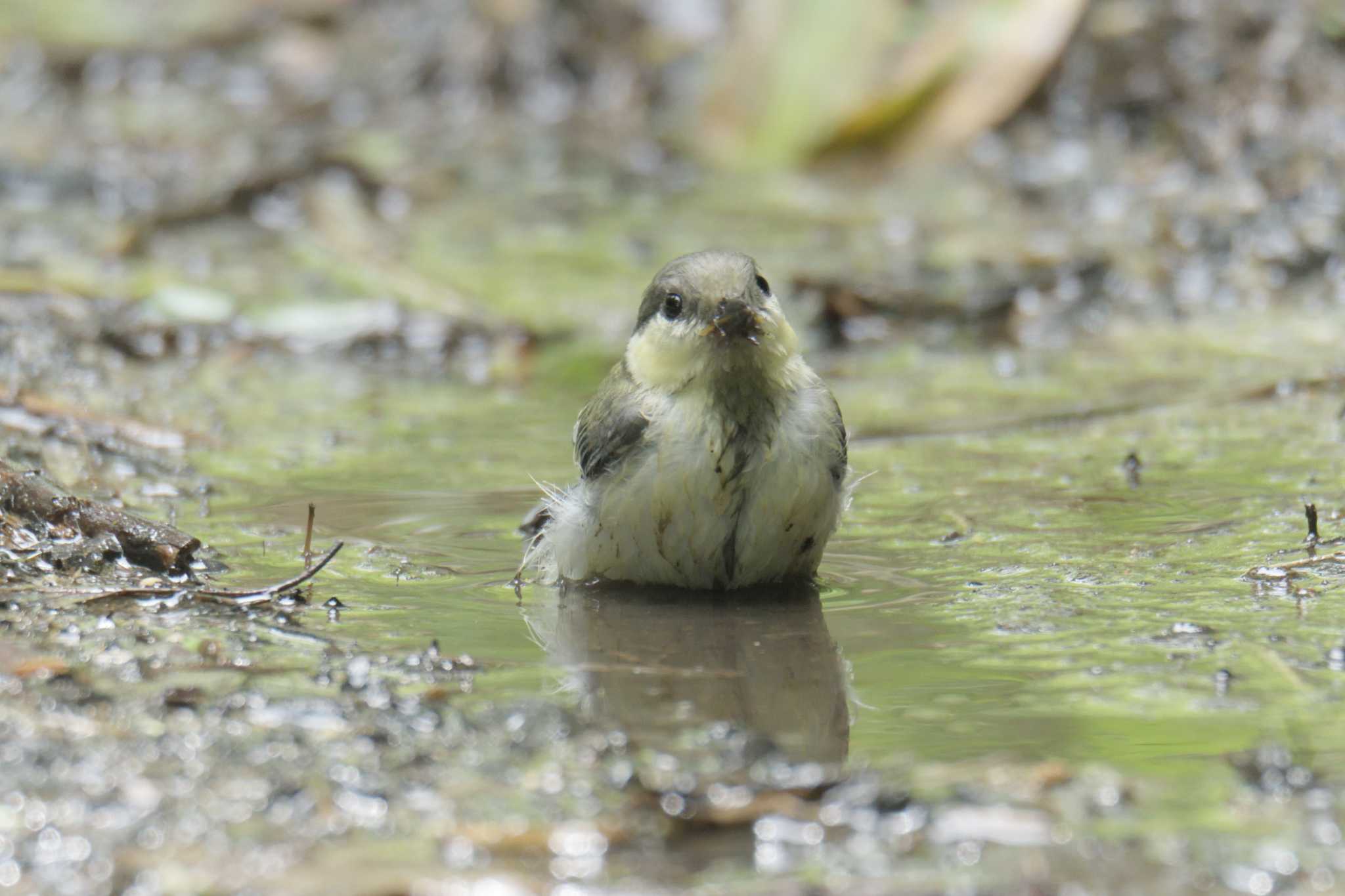 シジュウカラ