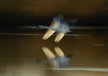 Whooper Swan 茨城県 菅生沼 天神山公園 Sun, 1/2/2022