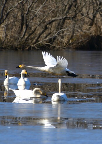 Whooper Swan 茨城県 菅生沼 天神山公園 Sun, 1/2/2022