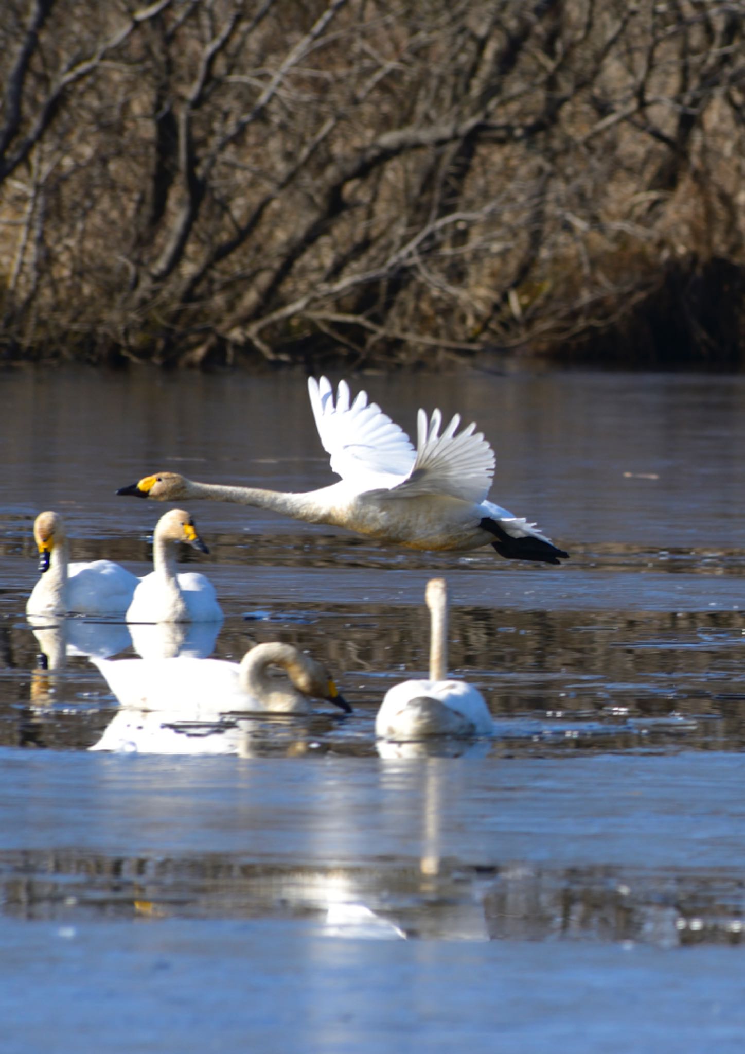 Photo of Whooper Swan at 茨城県 菅生沼 天神山公園 by Kt Bongo