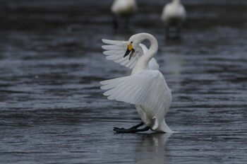 Whooper Swan 茨城県菅生沼 天神山公園 Sun, 1/2/2022