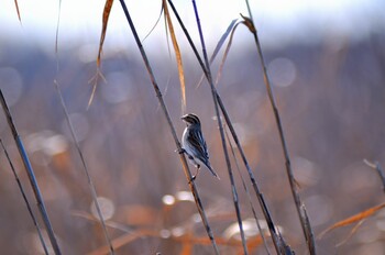 Common Reed Bunting 茨城県 菅生沼 天神山公園 Sun, 1/2/2022