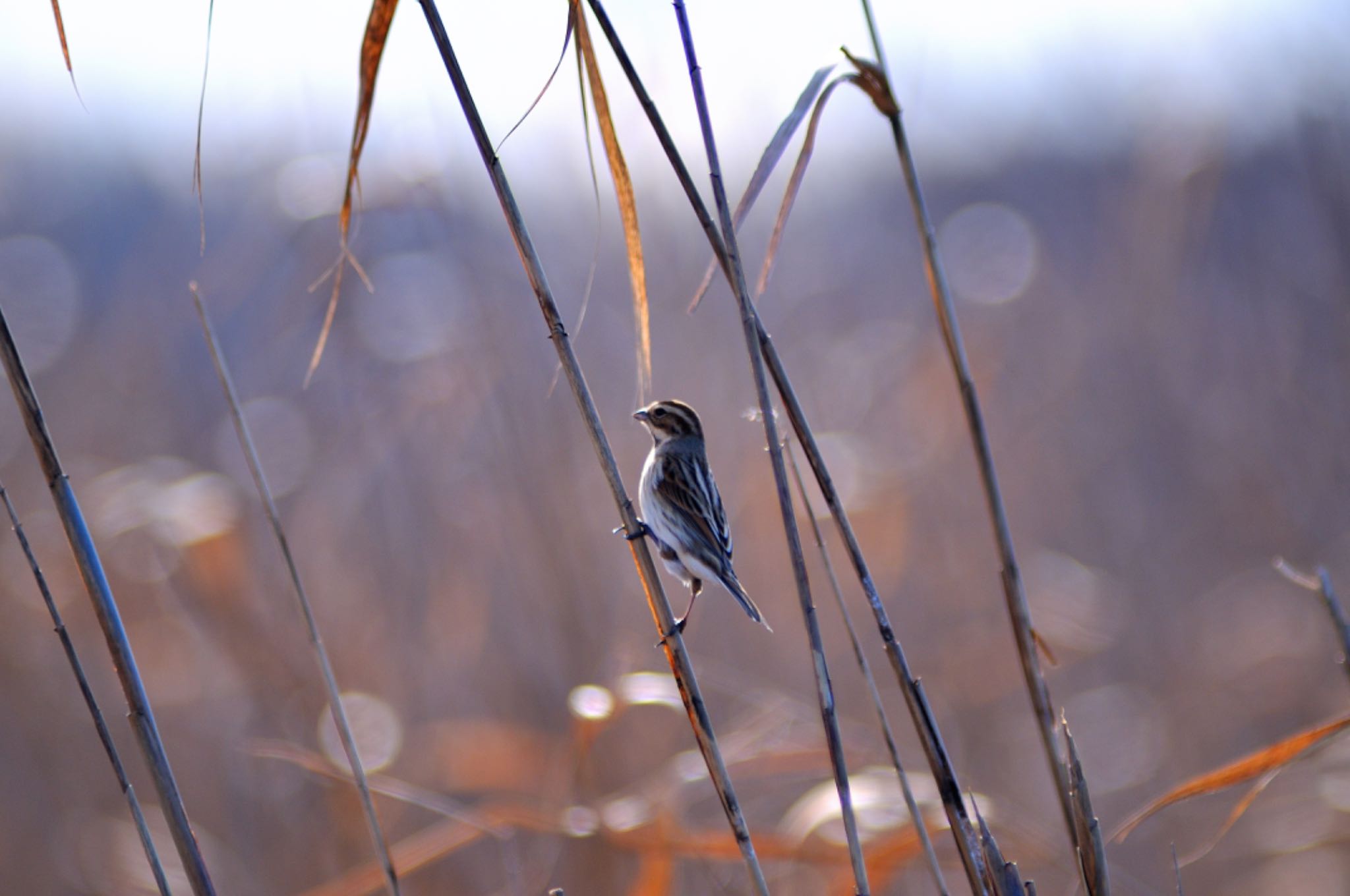 Photo of Common Reed Bunting at 茨城県 菅生沼 天神山公園 by Kt Bongo