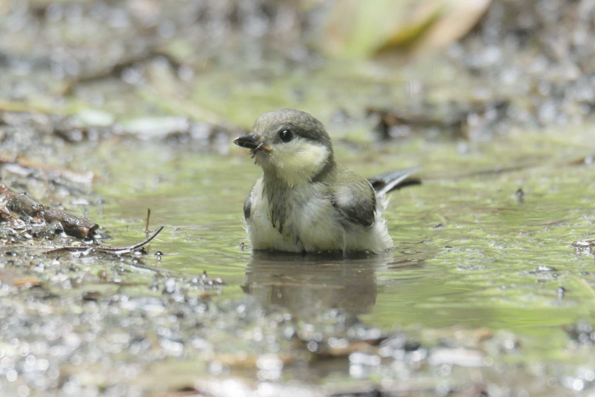 シジュウカラ