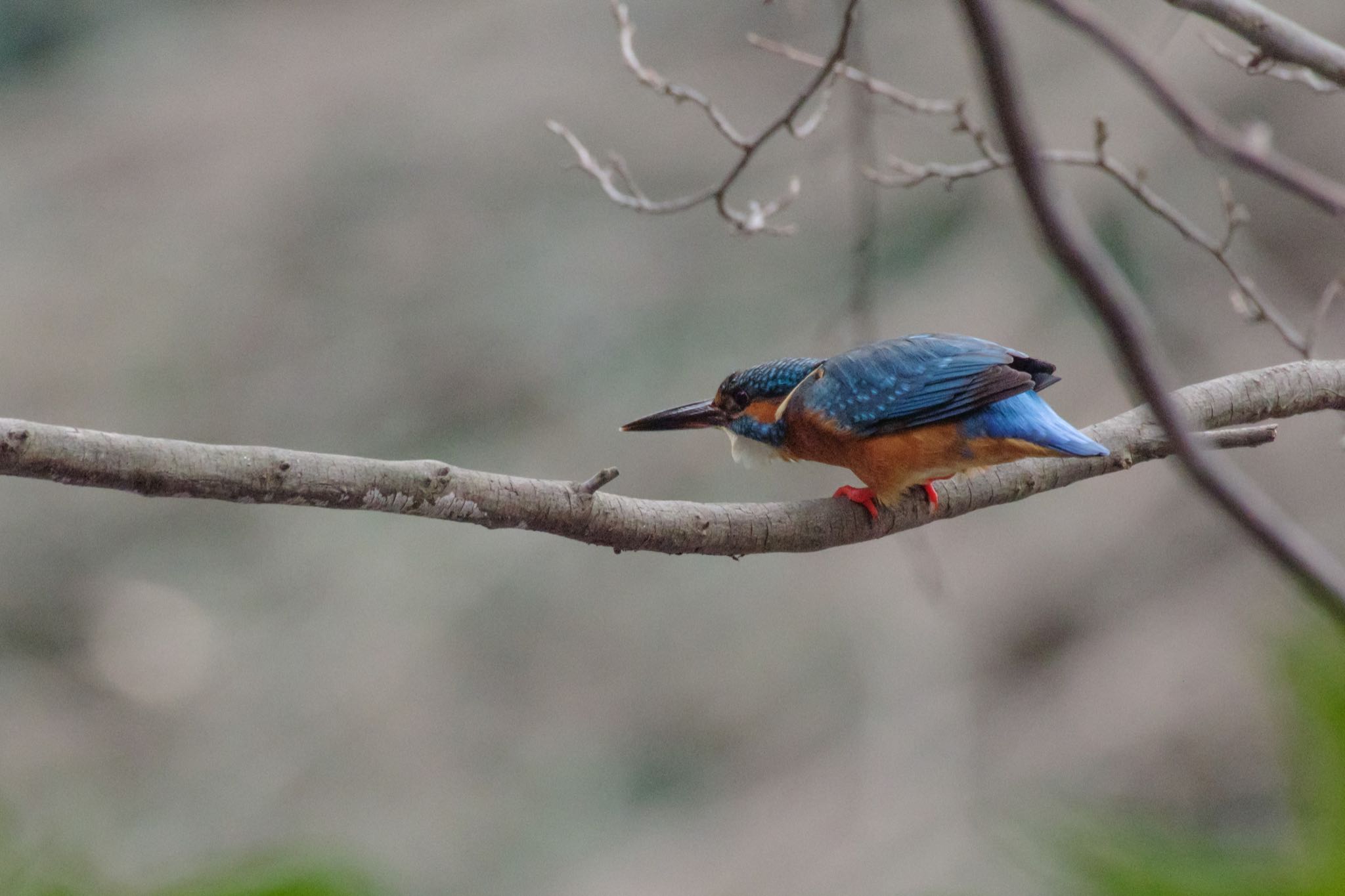 明治神宮 カワセミの写真 by Marco Birds