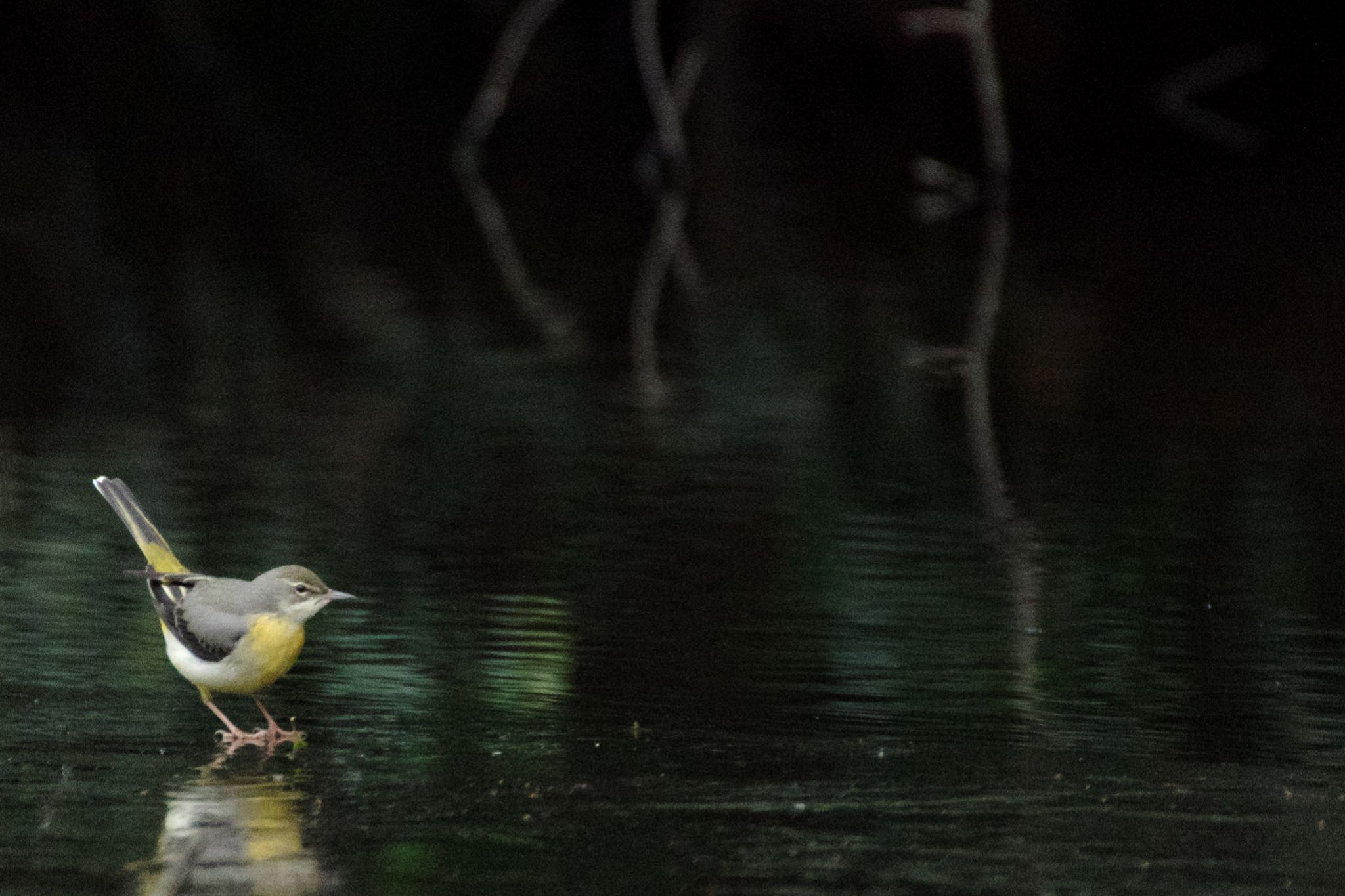 明治神宮 キセキレイの写真 by Marco Birds