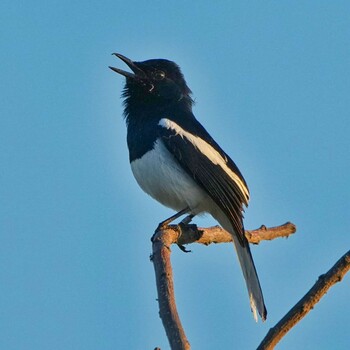 Oriental Magpie-Robin Bueng Boraphet Bird Park Sat, 1/1/2022