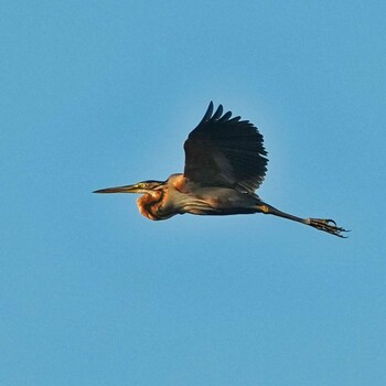 Purple Heron Bueng Boraphet Bird Park Sat, 1/1/2022