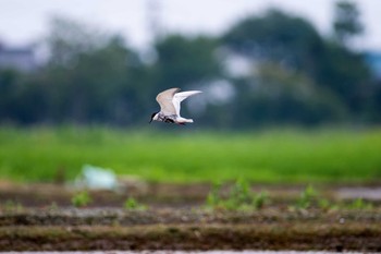 Whiskered Tern 福岡県鞍手町 Fri, 6/17/2016